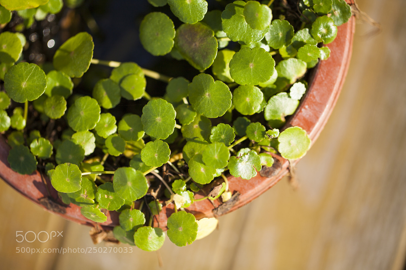 Canon EOS 5D Mark II sample photo. Green plants photography