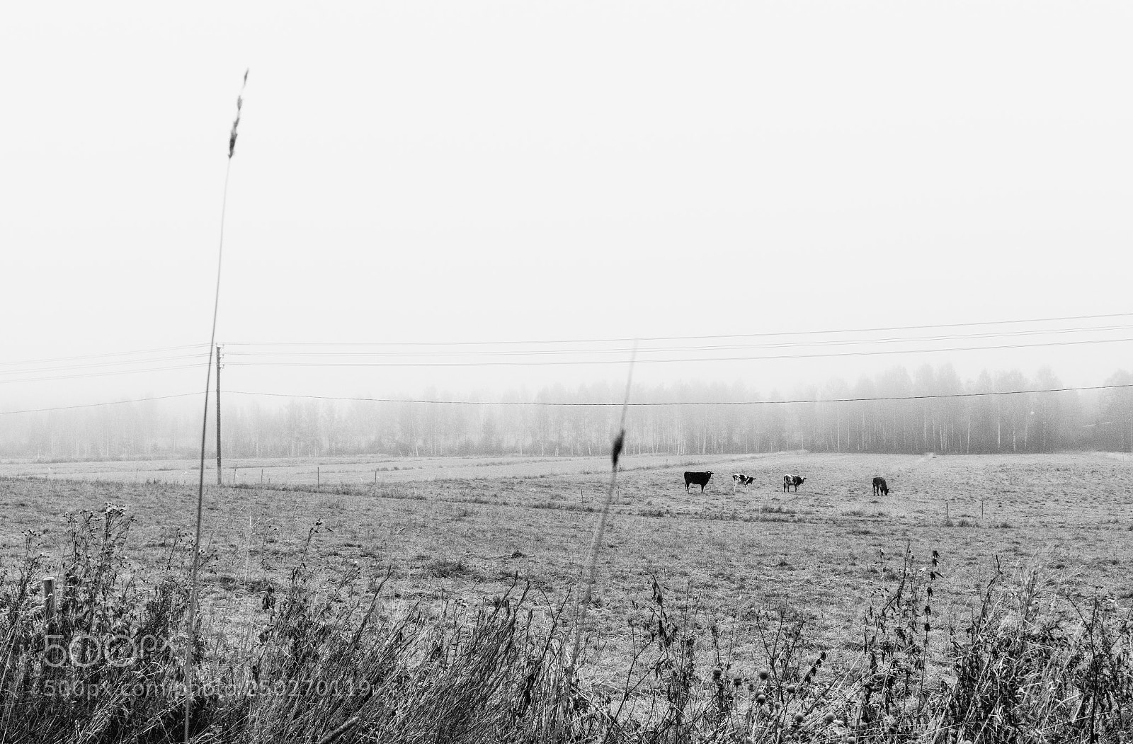 Nikon D810 sample photo. Untitled photography