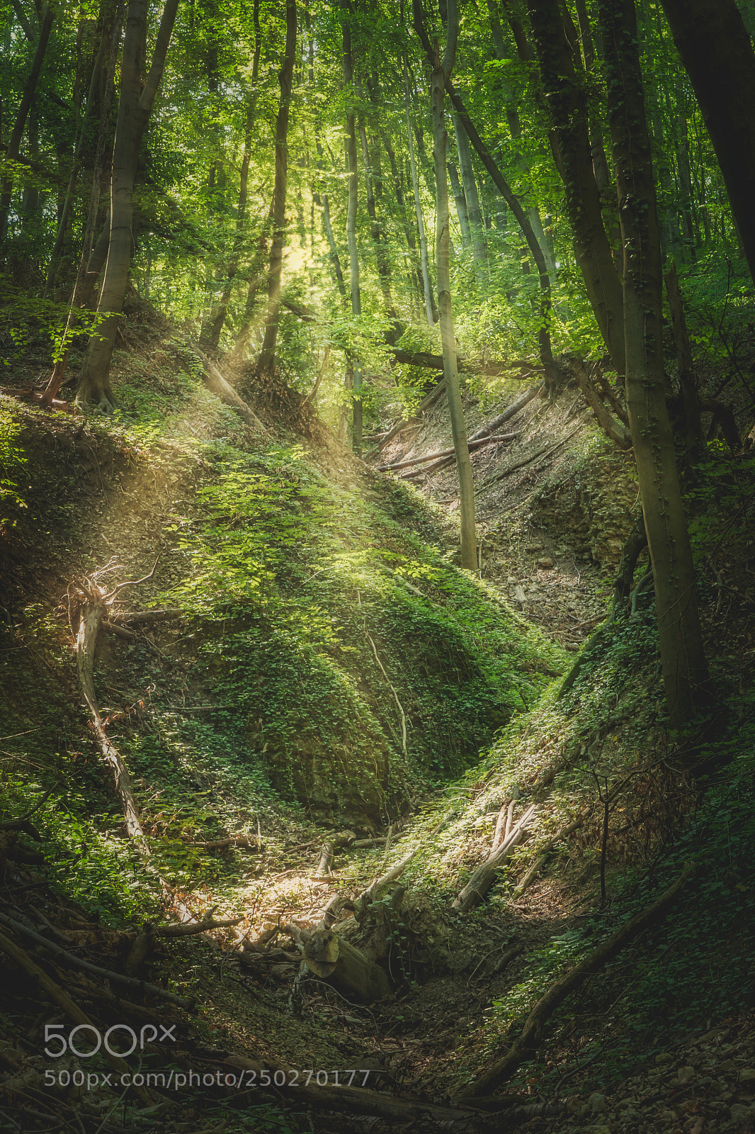 Canon EOS 40D sample photo. Beech forest in spring photography