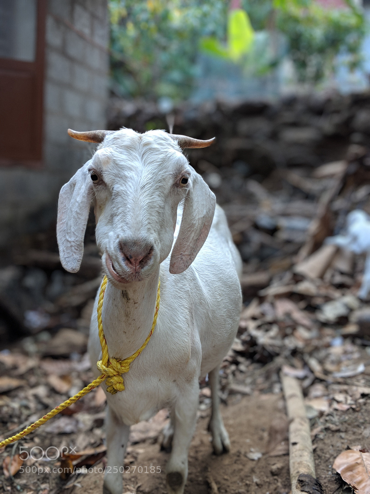 Google Pixel 2 sample photo. Looks photography