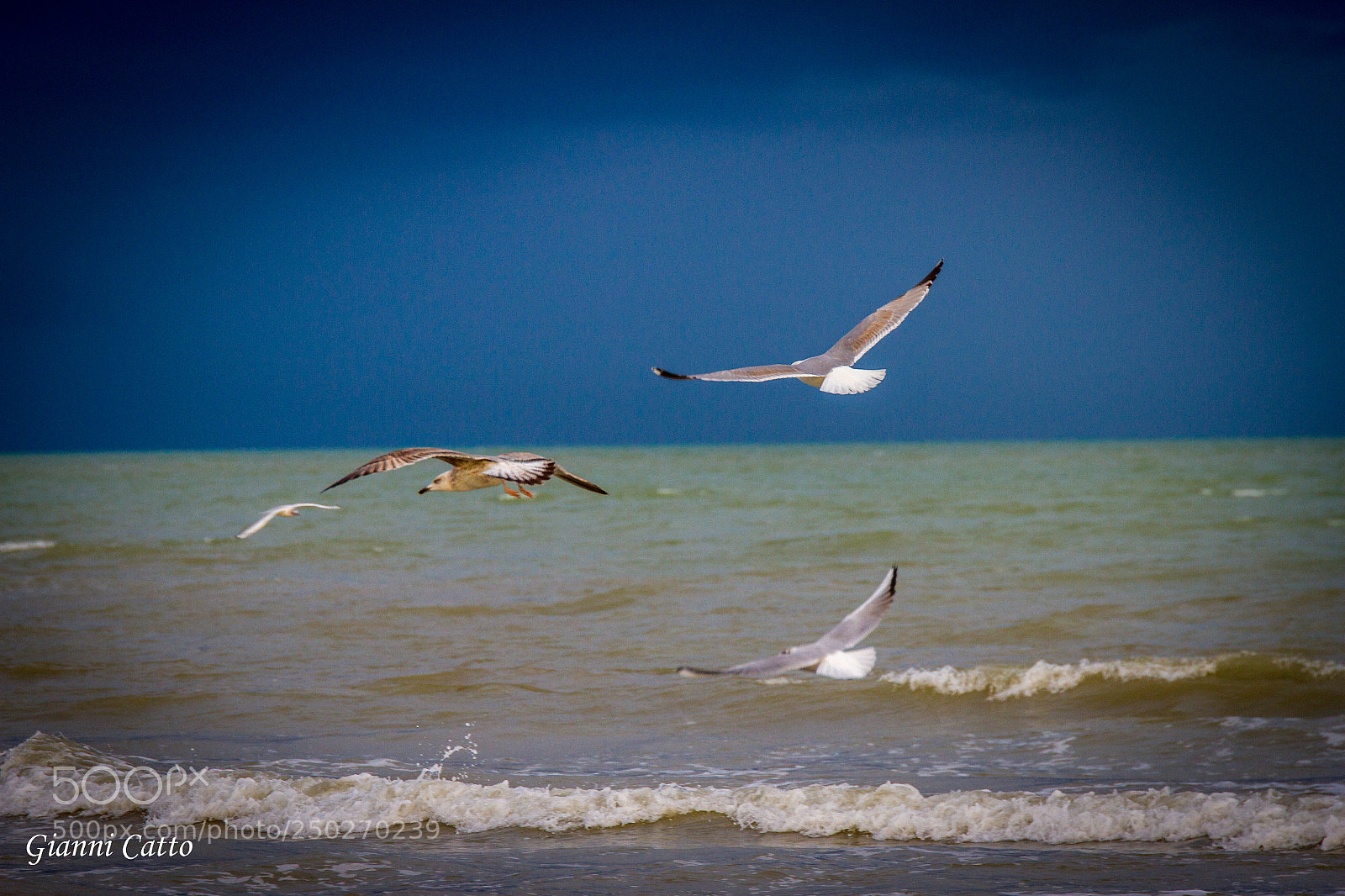 Canon EOS 7D sample photo. Gabbiani photography