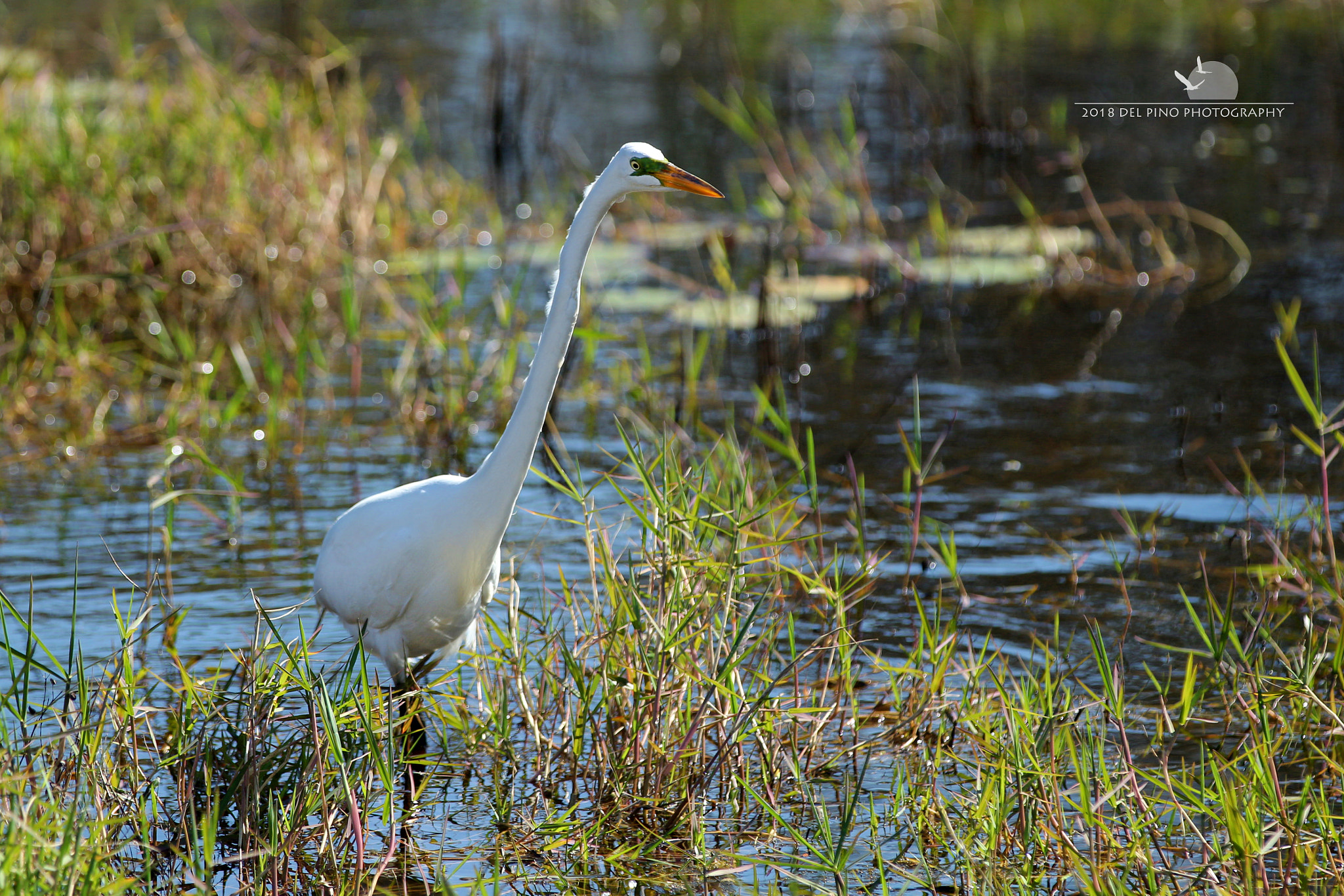 Canon EOS 1300D (EOS Rebel T6 / EOS Kiss X80) + Canon EF 70-200mm F2.8L IS II USM sample photo. Egret at the pond photography