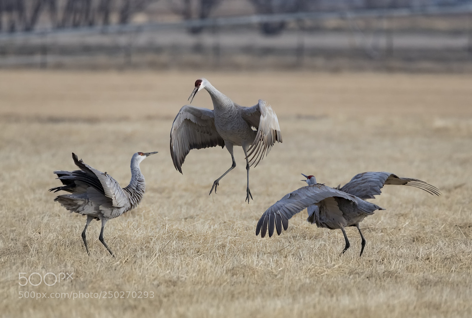 Canon EOS 5D Mark IV sample photo. The wild bunch photography
