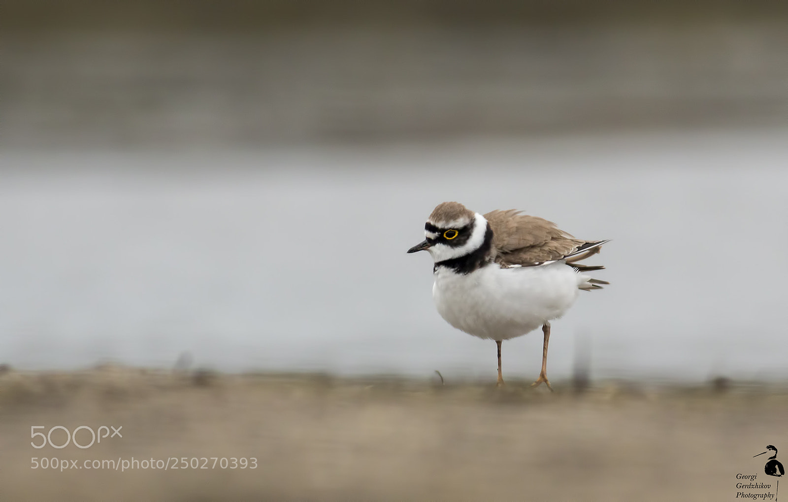 Canon EOS 70D sample photo. Little ringed plover photography