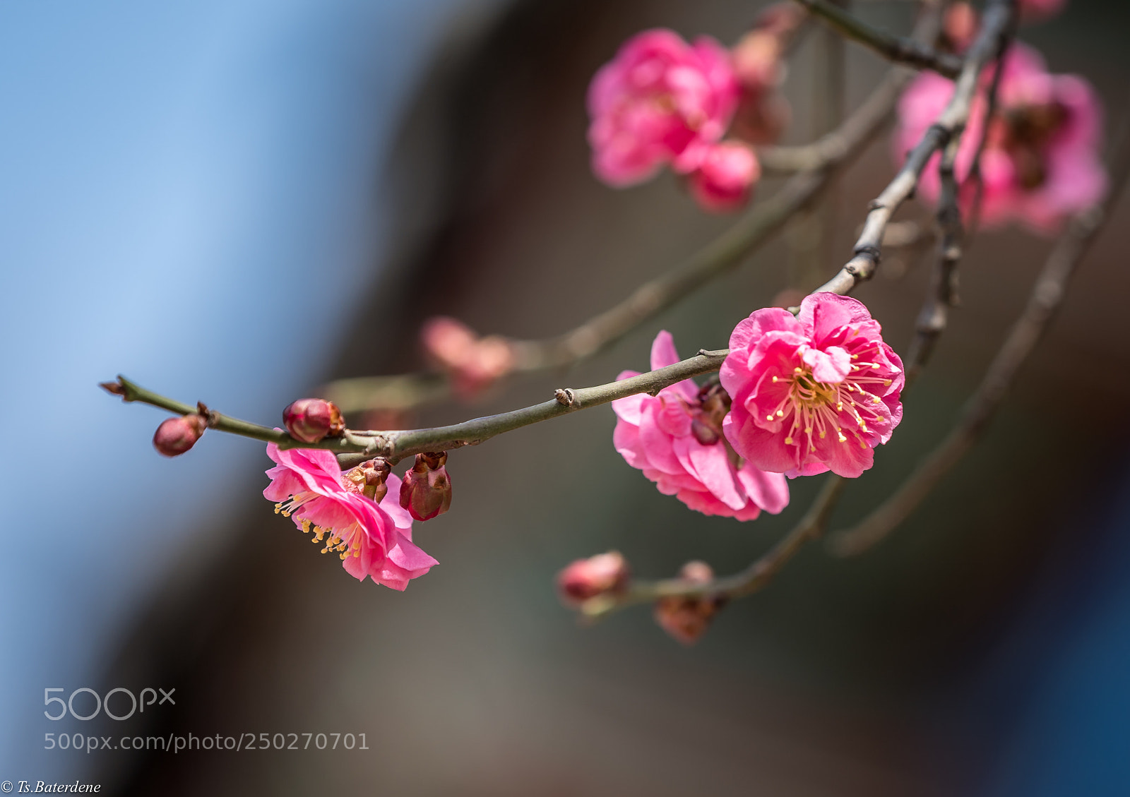 Sony a9 sample photo. Spring’s first flower photography