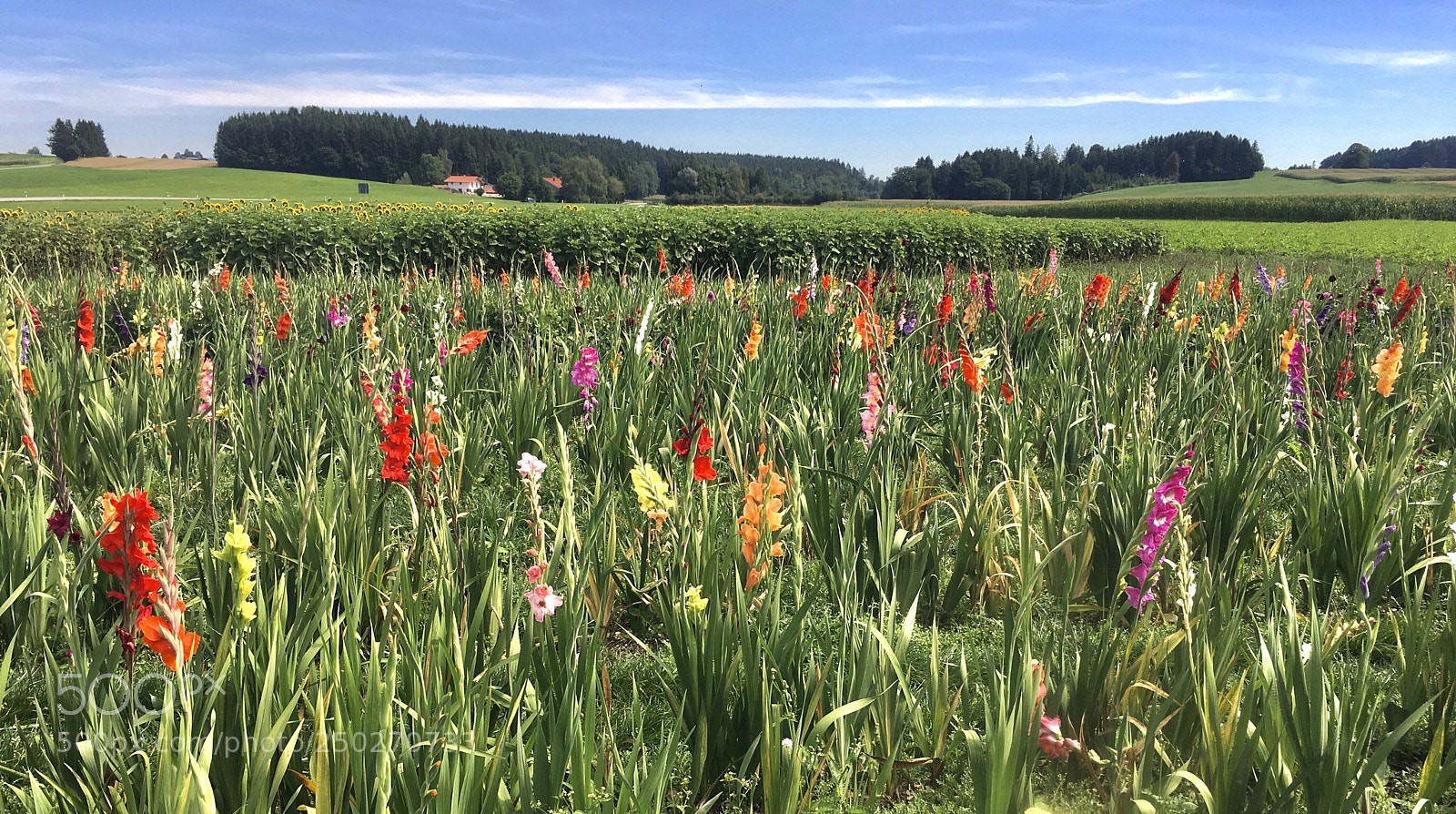Apple iPhone 6s Plus sample photo. Sommer in bayern photography