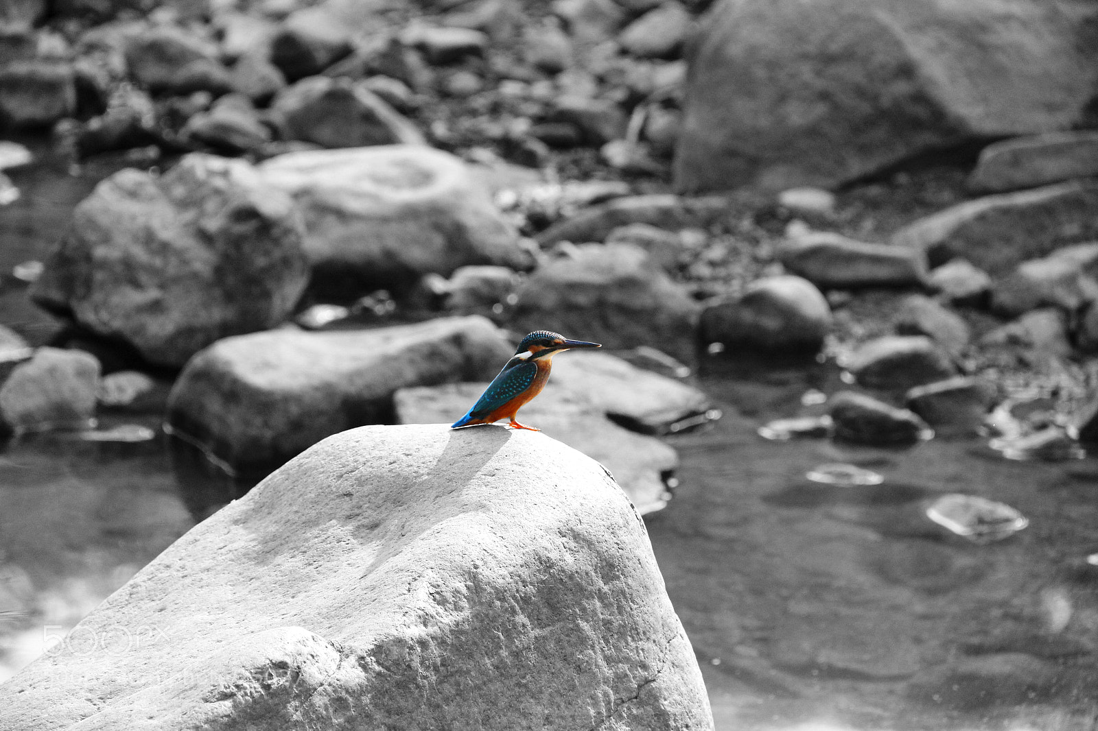 Canon EOS 60D sample photo. Zimorodek photography