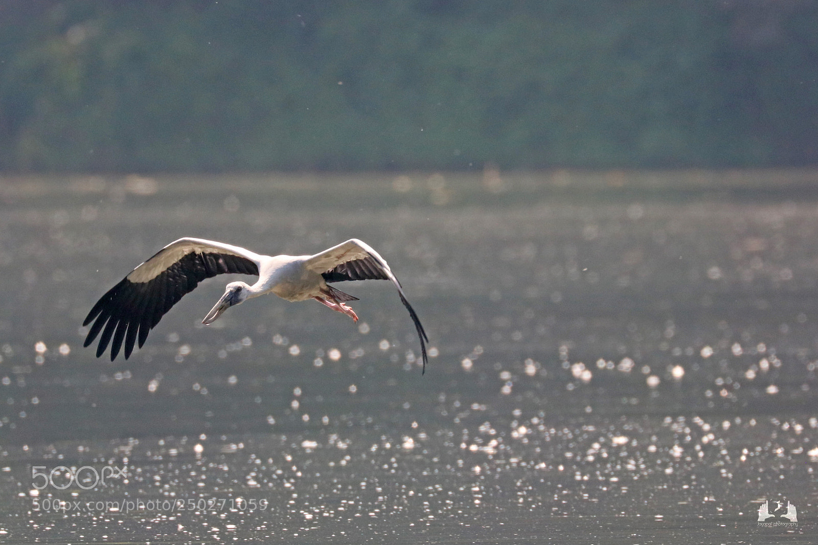 Canon EOS 750D (EOS Rebel T6i / EOS Kiss X8i) sample photo. The early birds gets photography
