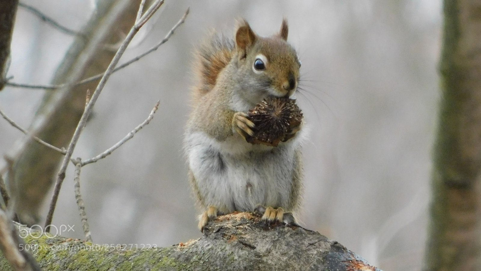 Nikon Coolpix B500 sample photo. Baby squirrel photography