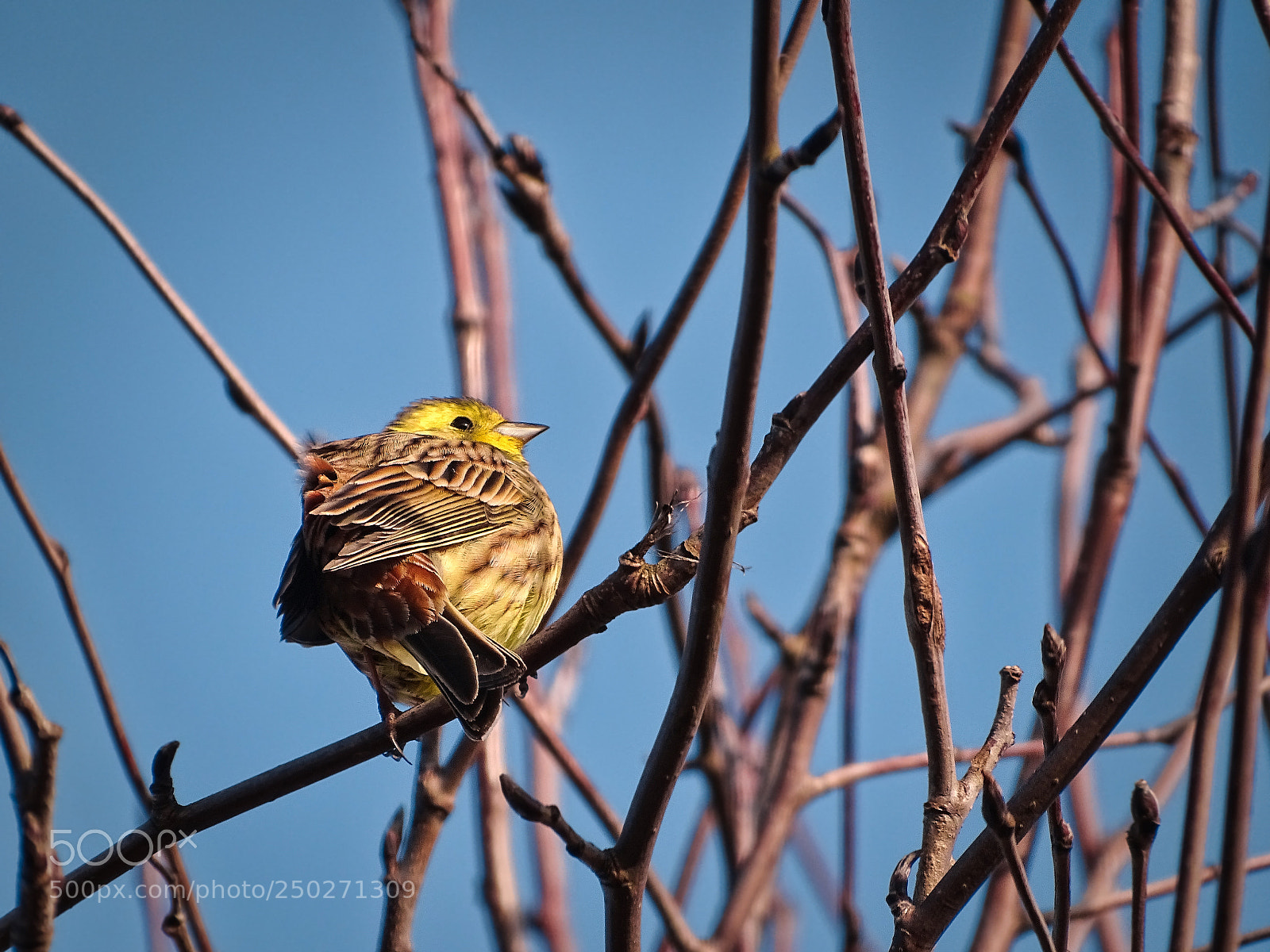 Sony Cyber-shot DSC-HX400V sample photo. Goldammer photography