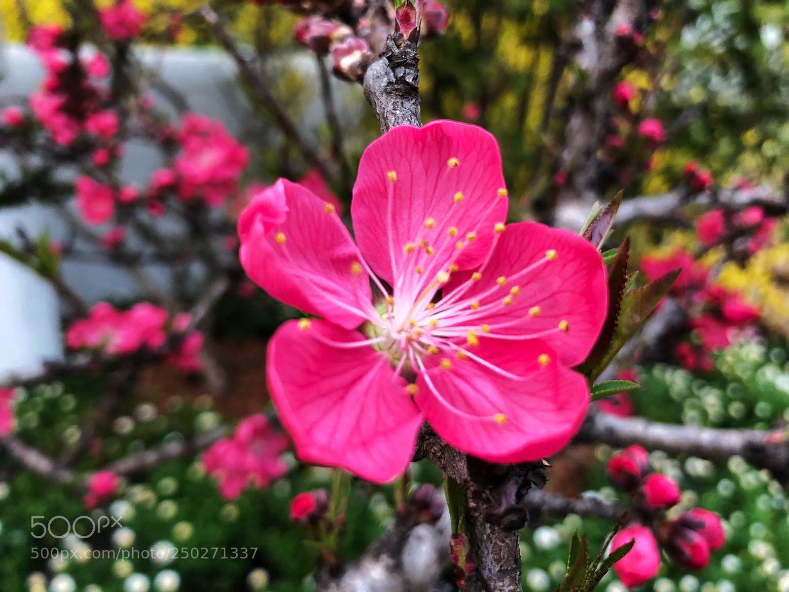 Apple iPhone X sample photo. 寿星桃 photography