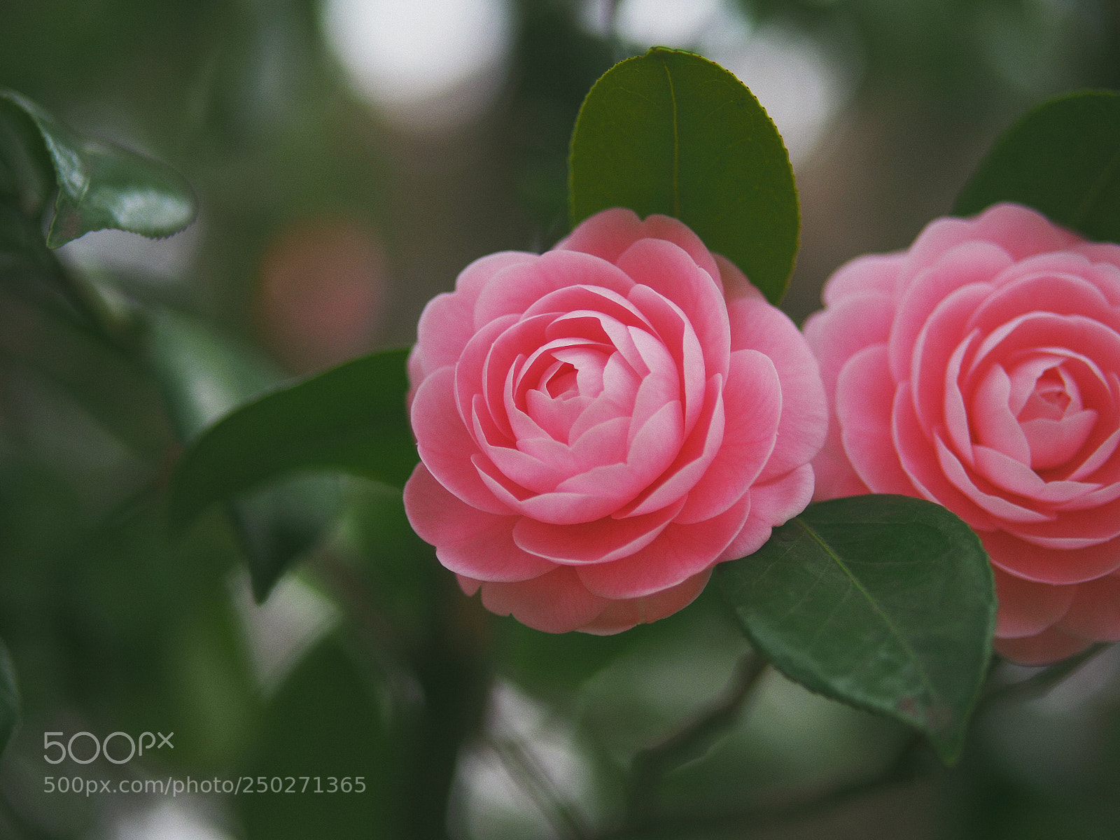 Olympus OM-D E-M10 II sample photo. Double beauty  photography