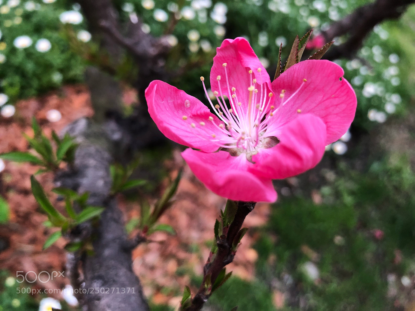 Apple iPhone X sample photo. Untitled photography