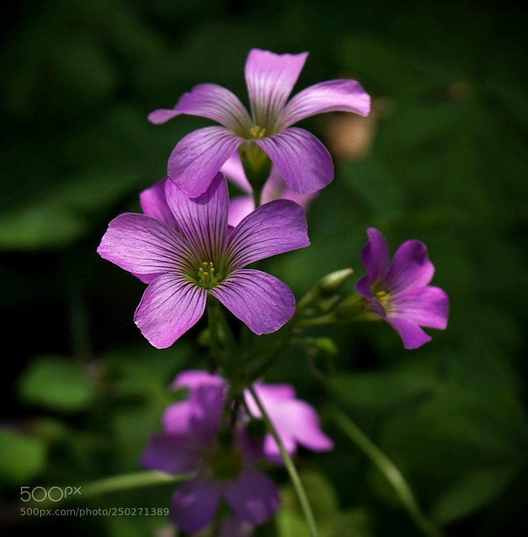 Sony a6000 sample photo. Spring greetings photography