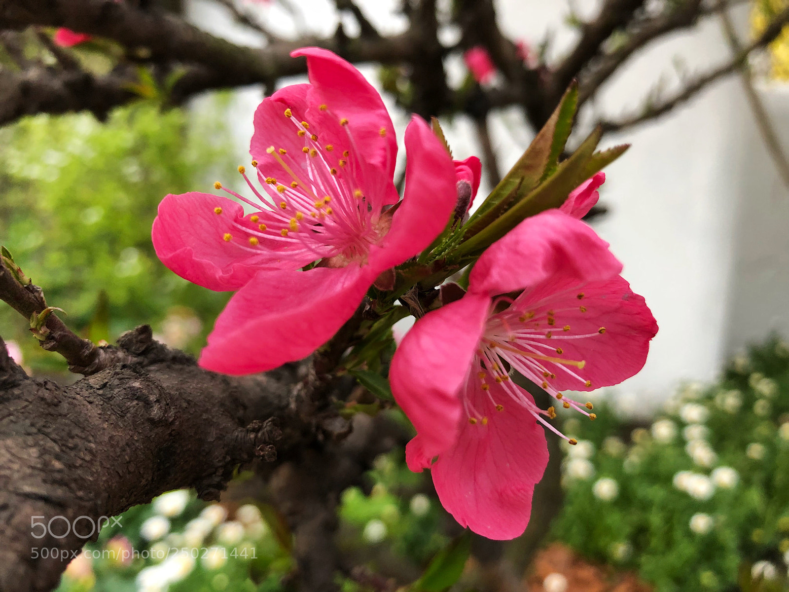 Apple iPhone X sample photo. Untitled photography