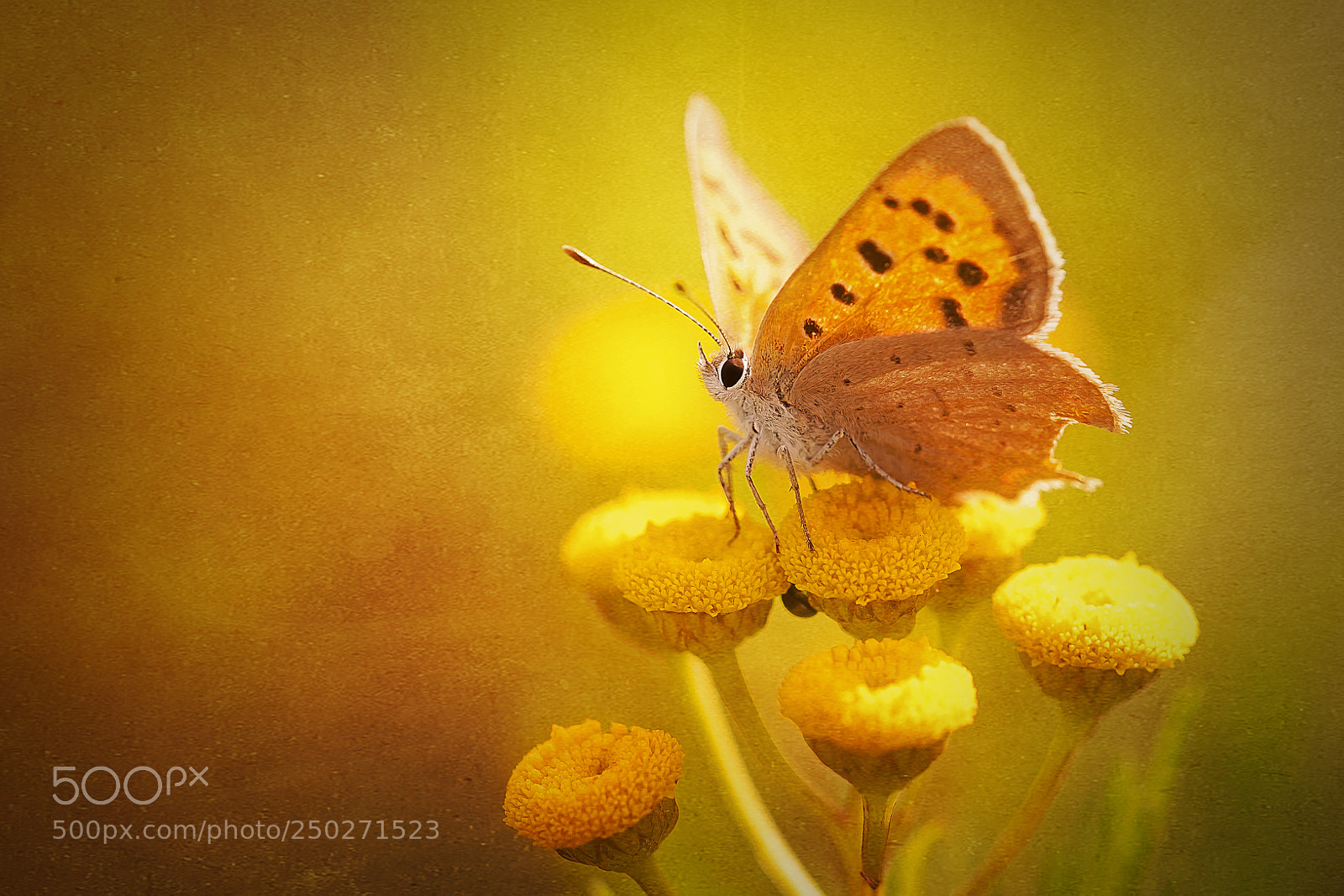 Canon EOS-1Ds Mark III sample photo. Summercolours photography