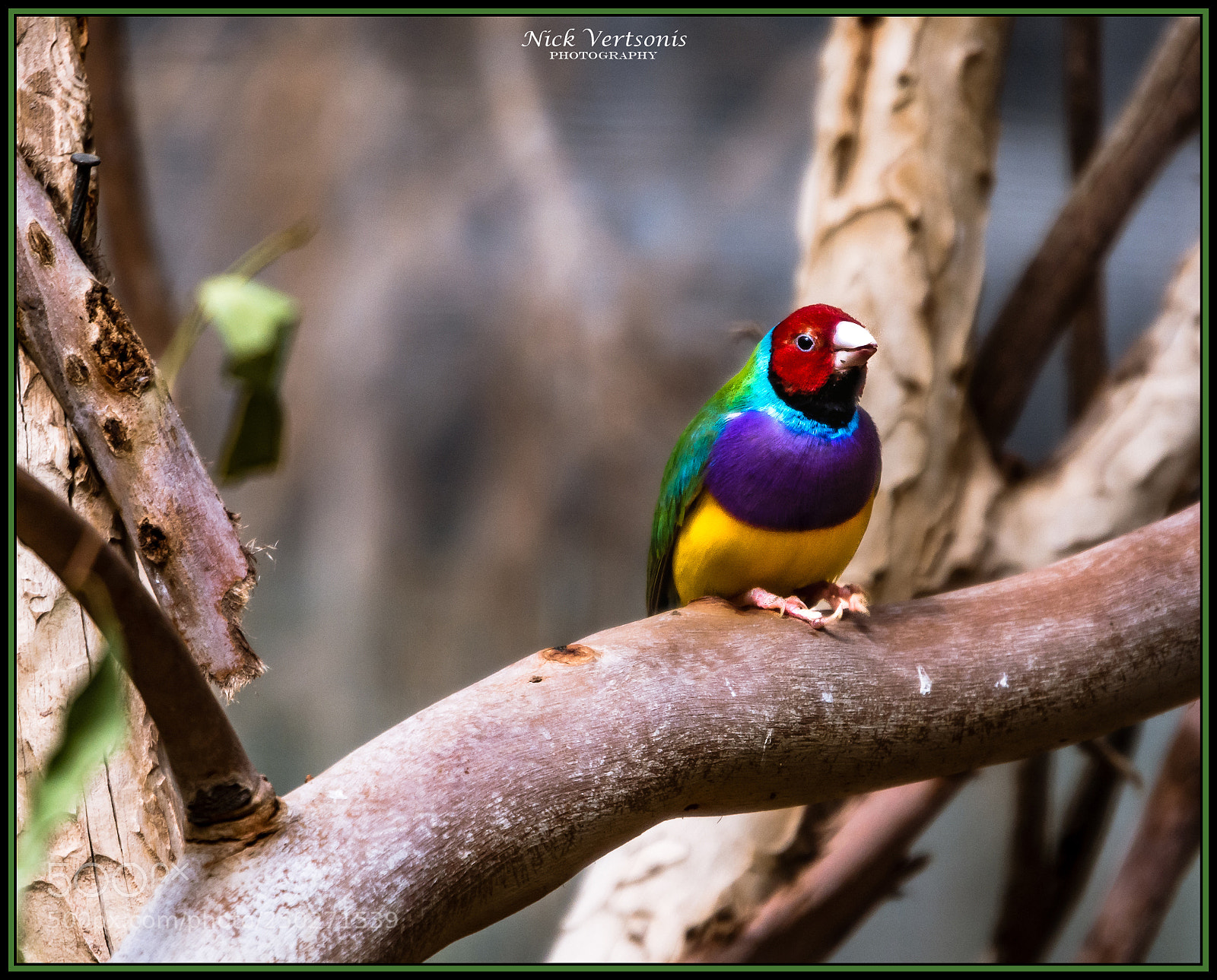 Nikon D7200 sample photo. So much color, in photography