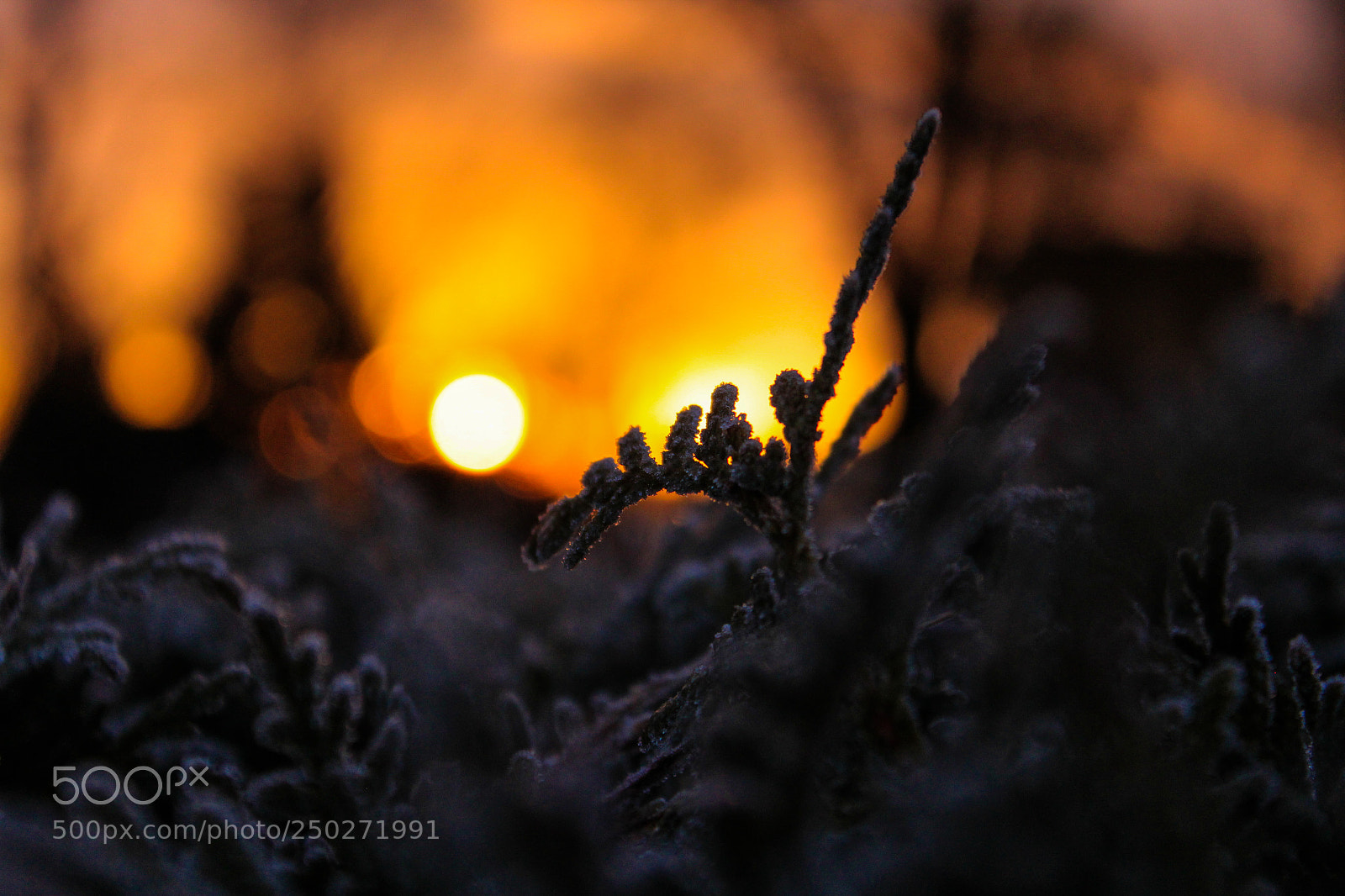 Canon EOS 600D (Rebel EOS T3i / EOS Kiss X5) sample photo. Cold winter morning photography