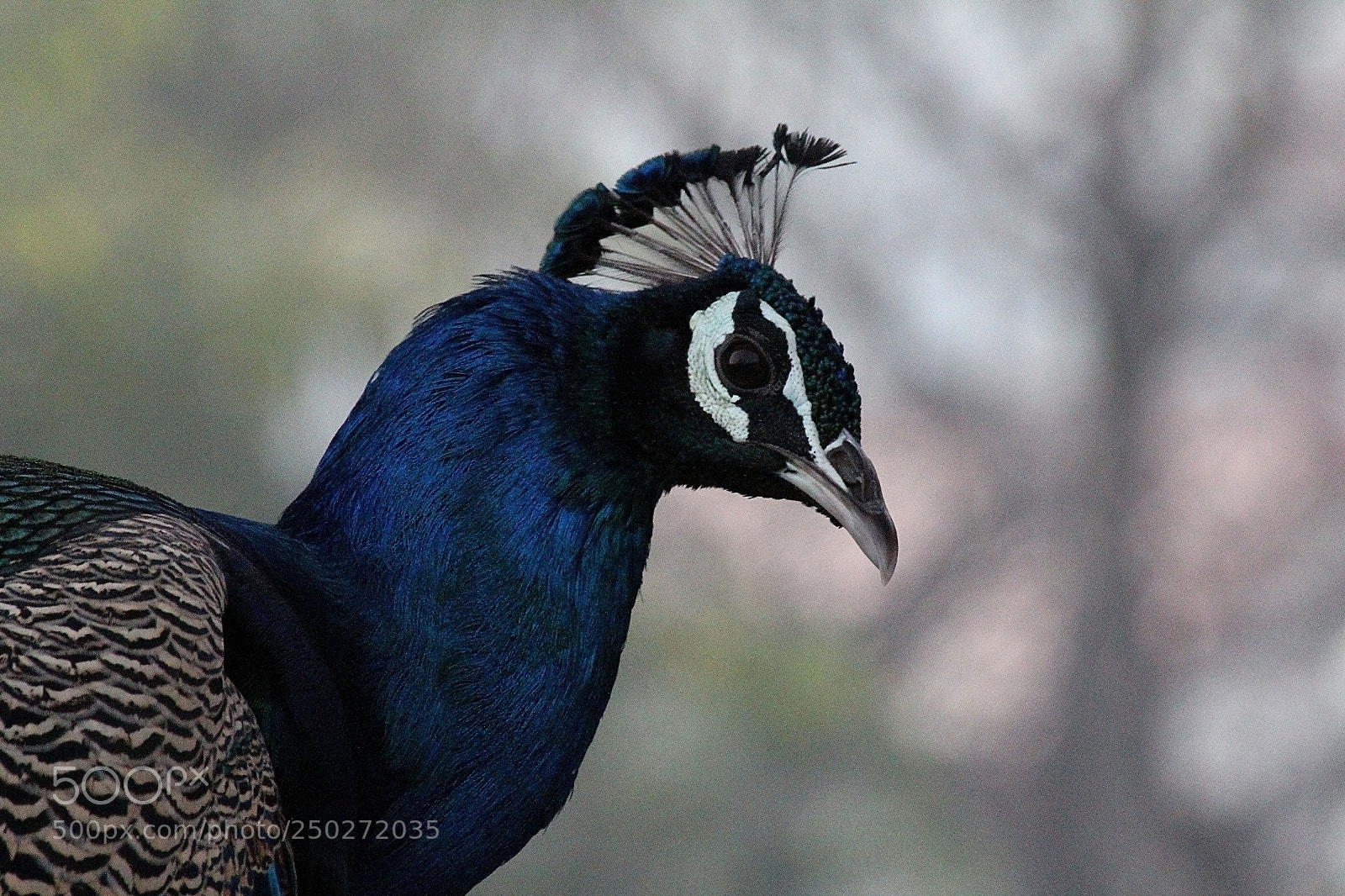 Canon EOS 60D sample photo. Oko pawia photography
