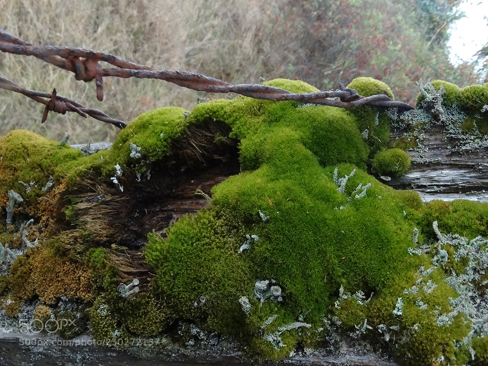 Sony Cyber-shot DSC-HX300 sample photo. Nature's greens photography