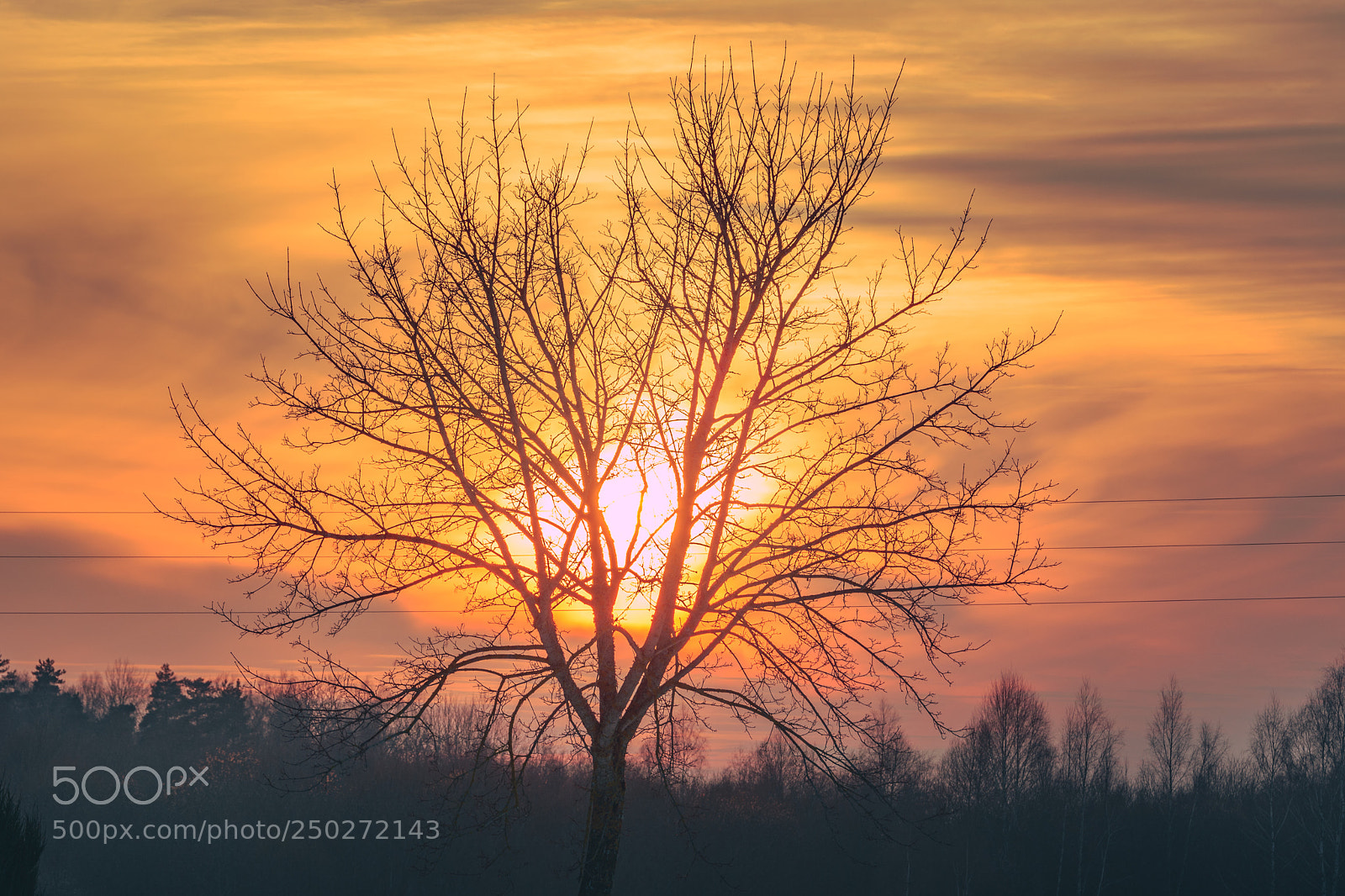 Nikon D5200 sample photo. Tree of life photography