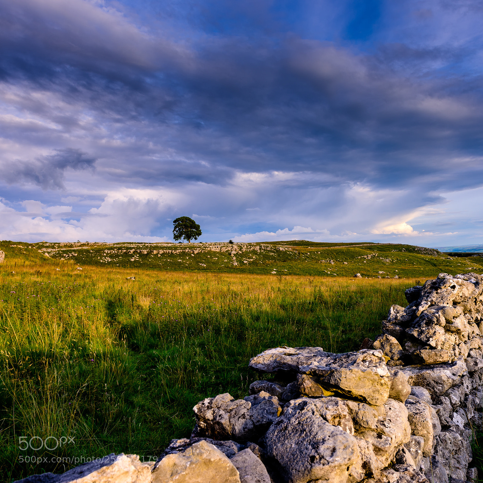 Nikon D810 sample photo. Lone tree, malham photography