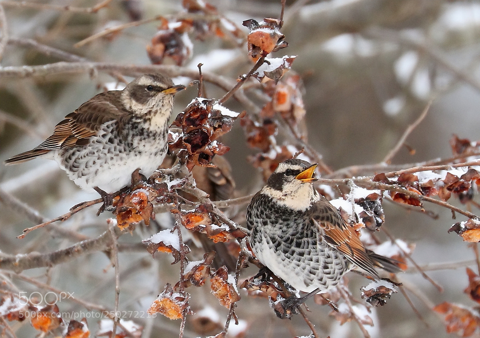 Canon EOS 7D Mark II sample photo. Turdus eunomus photography