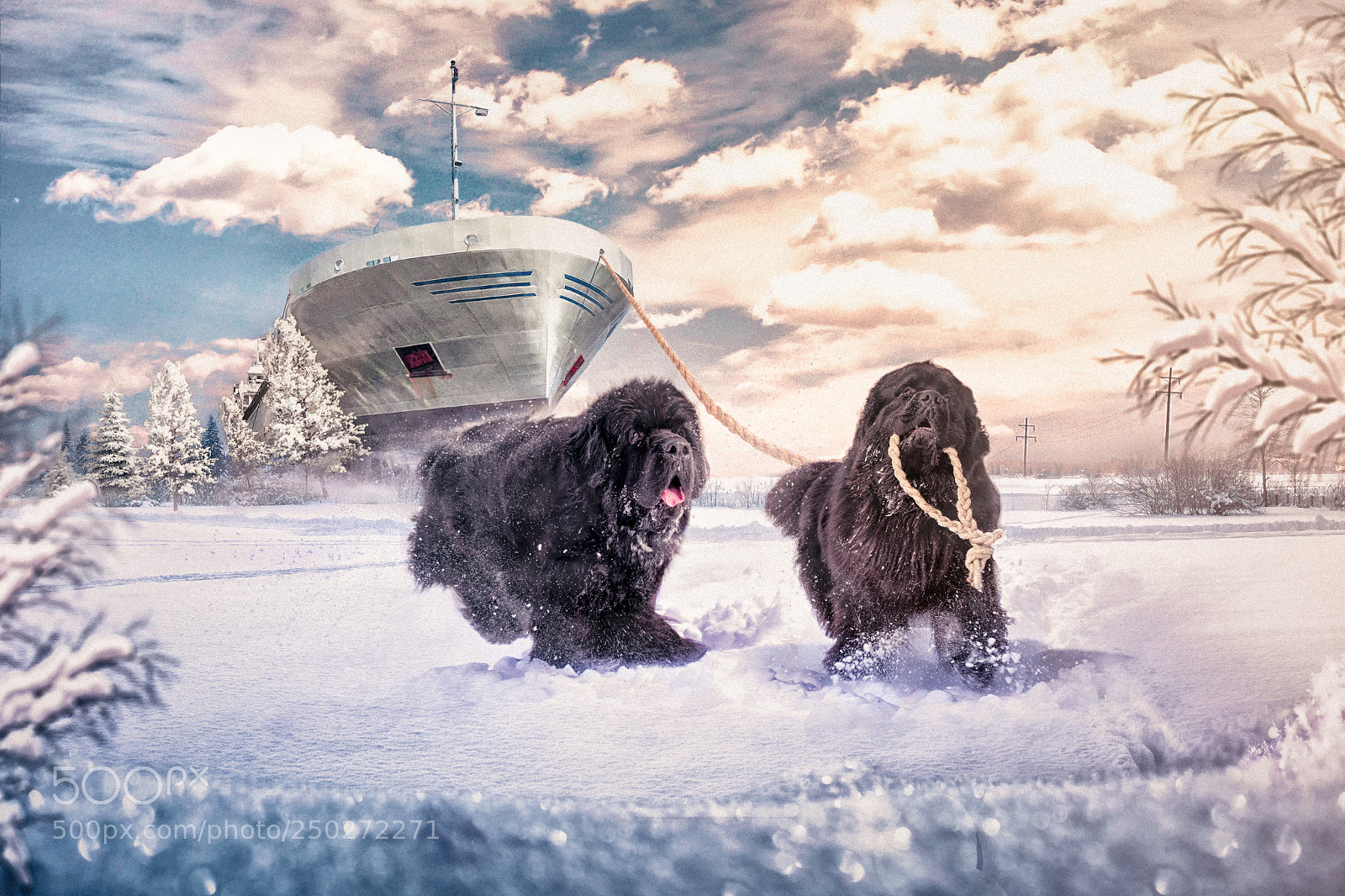 Nikon D610 sample photo. Fetch! photography