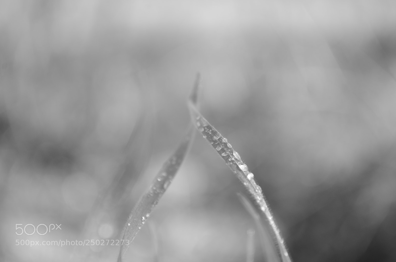 Nikon D5100 sample photo. Springing greys photography