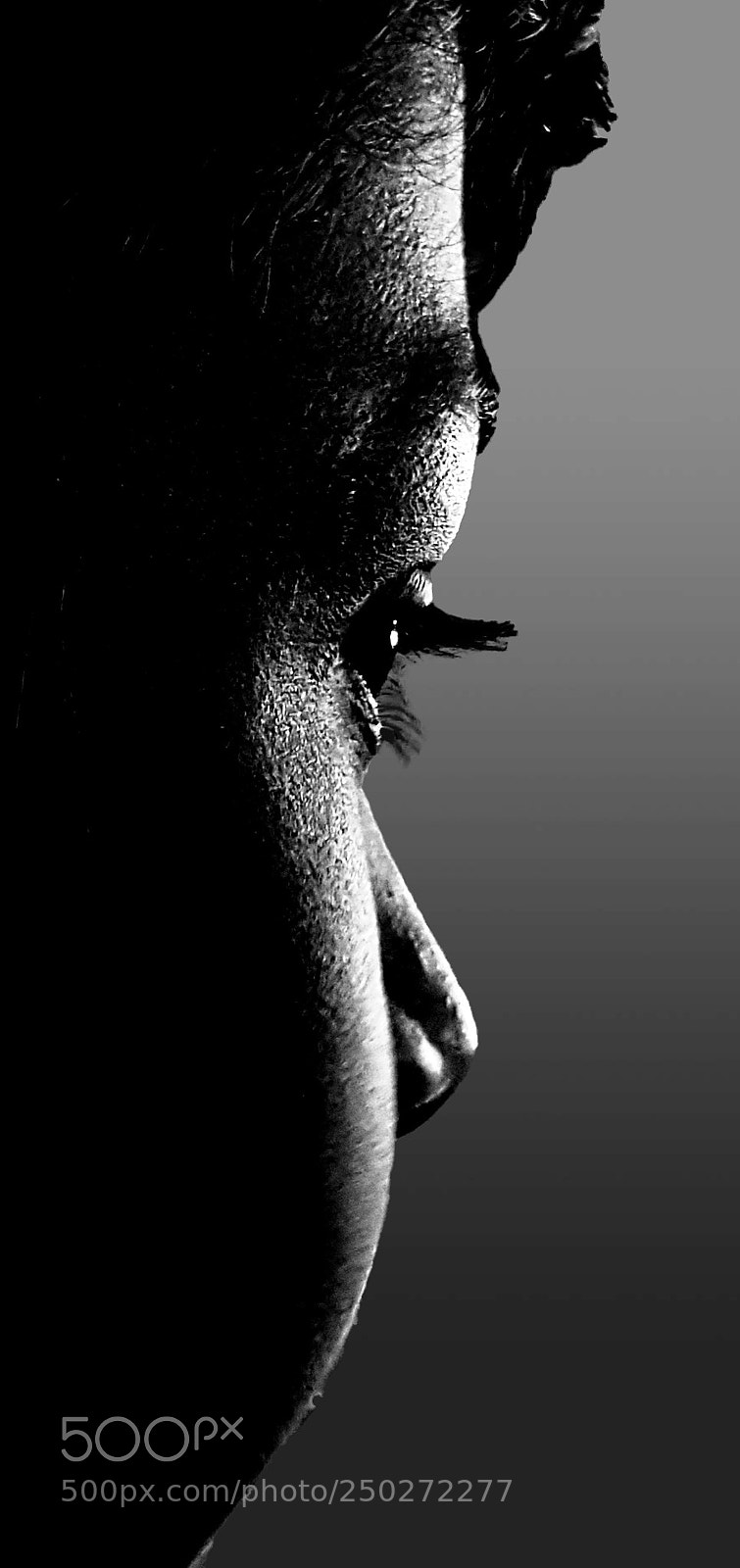 Samsung GALAXY S6 edge sample photo. A black and white photography