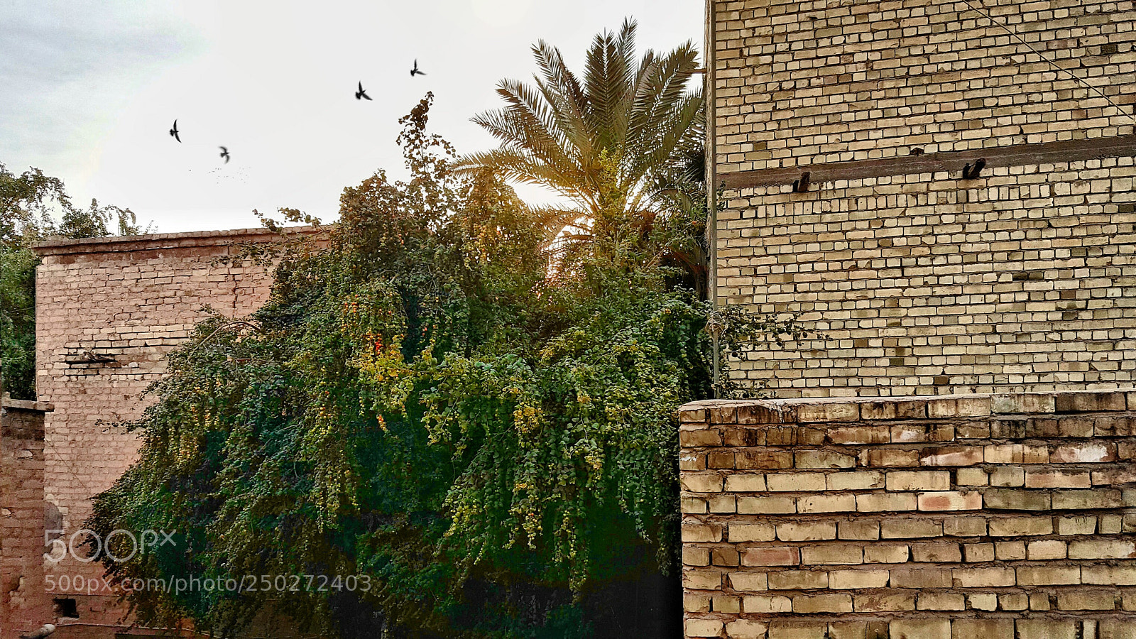 Samsung Galaxy Note5 sample photo. Spring in baghdad photography
