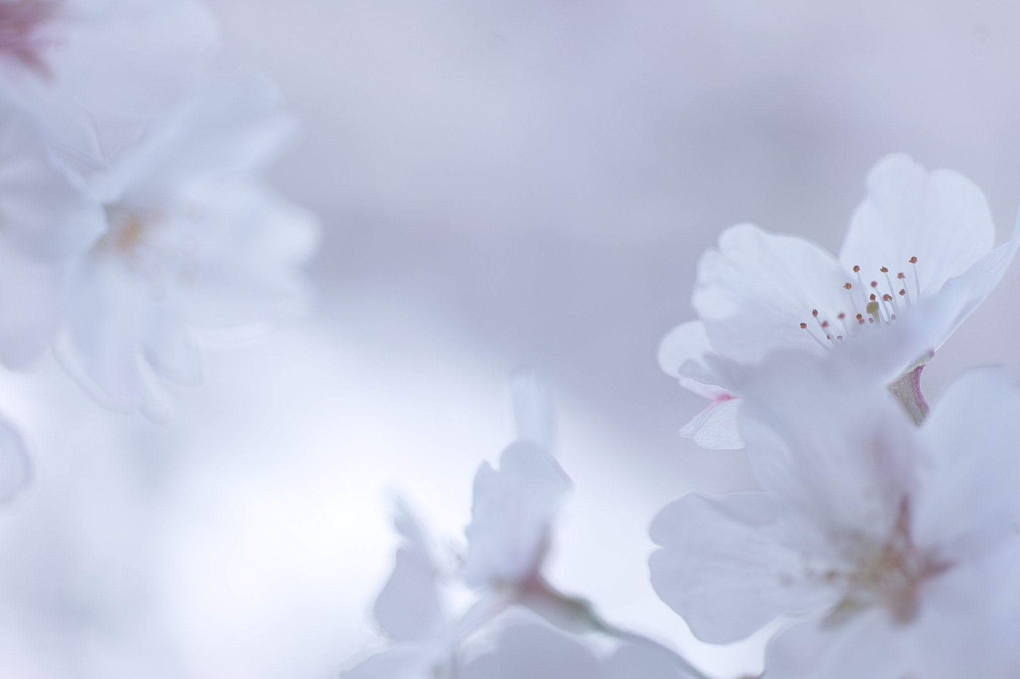 Sigma SD15 sample photo. Sakura photography