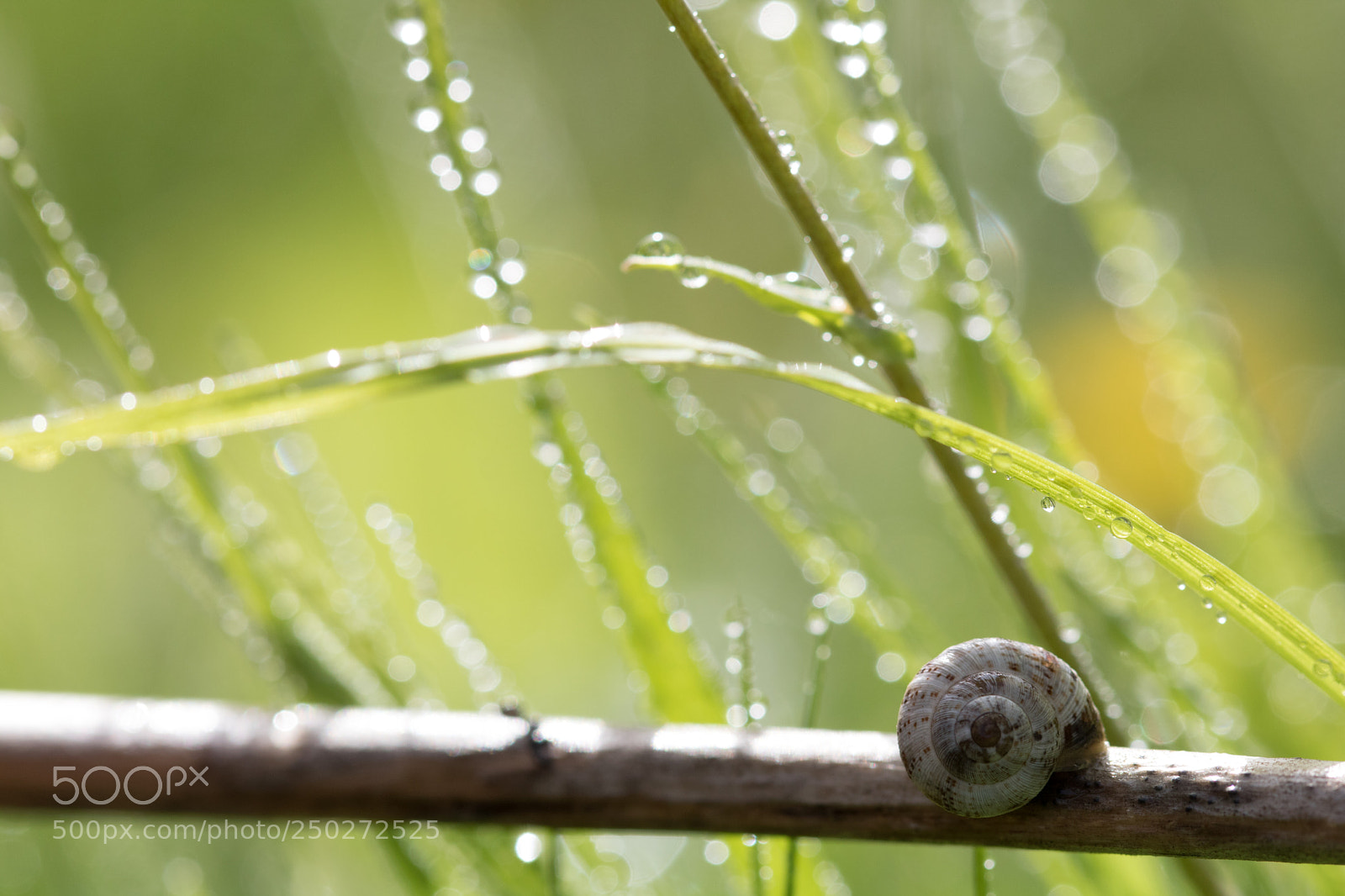 Canon EOS 750D (EOS Rebel T6i / EOS Kiss X8i) sample photo. Snail on a stick photography
