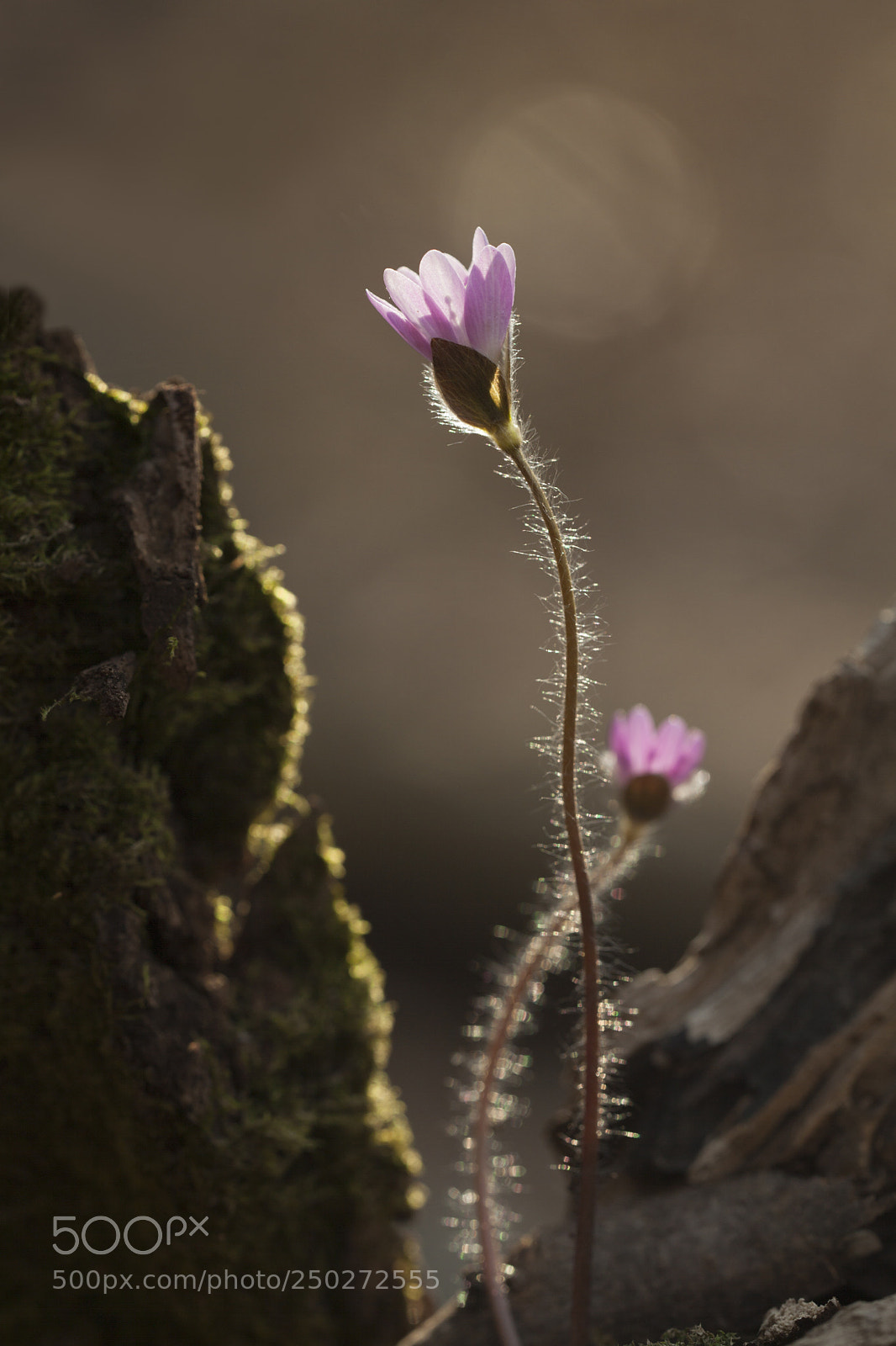 Canon EOS 5D Mark II sample photo. 노루귀 photography