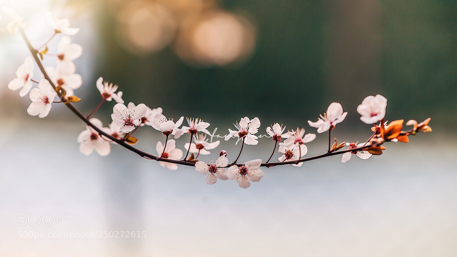 Canon EOS 5D Mark II sample photo. 芭蕾舞者 | 花朵枝条的交错如同芭蕾舞舞者般优美。 photography
