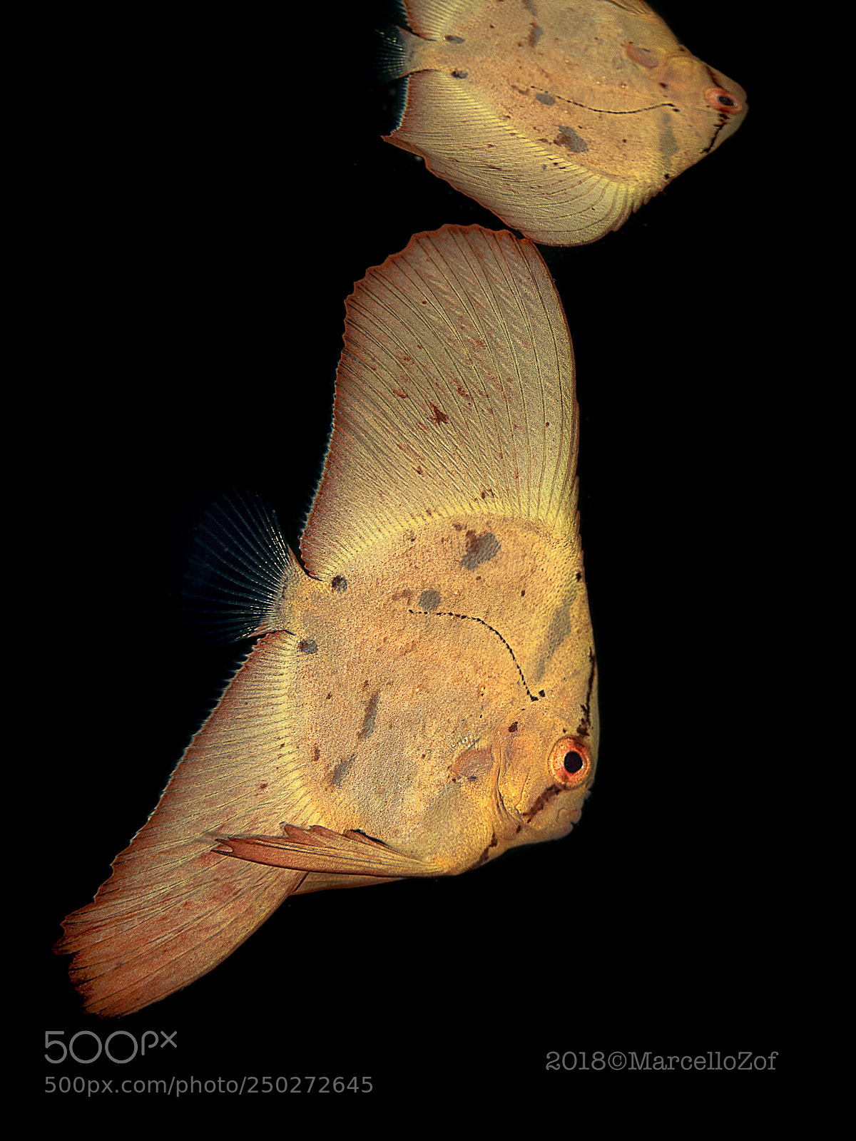 Panasonic Lumix DMC-GX8 sample photo. Juvenile photography