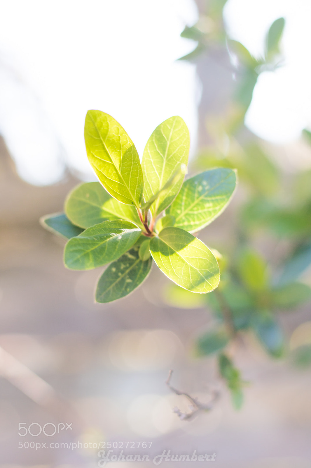 Canon EOS 750D (EOS Rebel T6i / EOS Kiss X8i) sample photo. Spring is coming photography