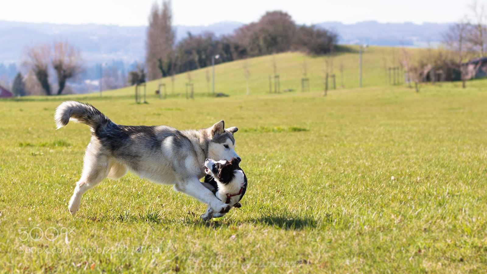 Canon EOS 750D (EOS Rebel T6i / EOS Kiss X8i) sample photo. Unexpected meeting photography