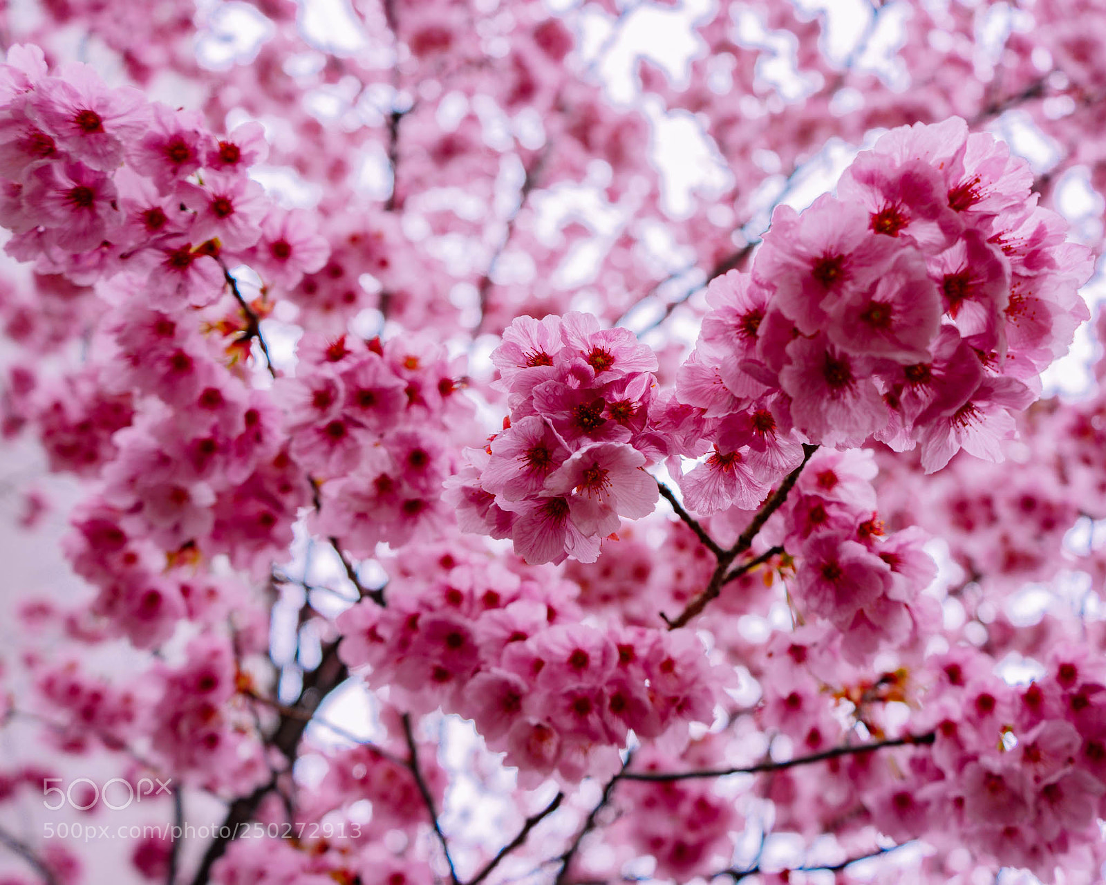 Sony a7 II sample photo. Sakura photography
