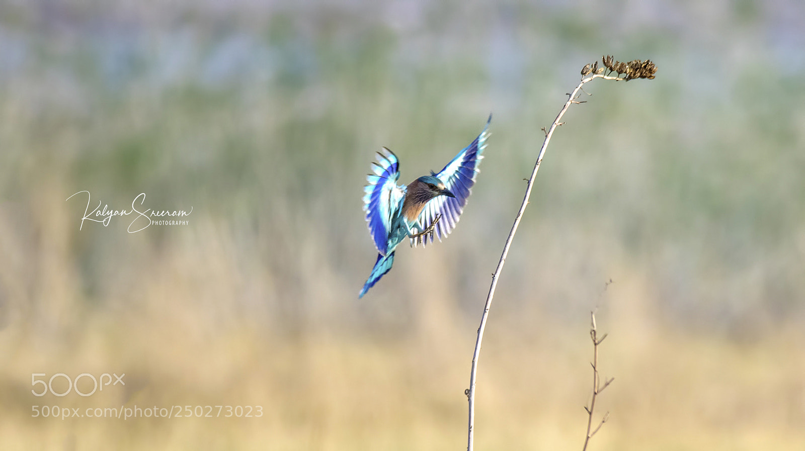 Canon EOS 7D Mark II sample photo. Indian roller photography