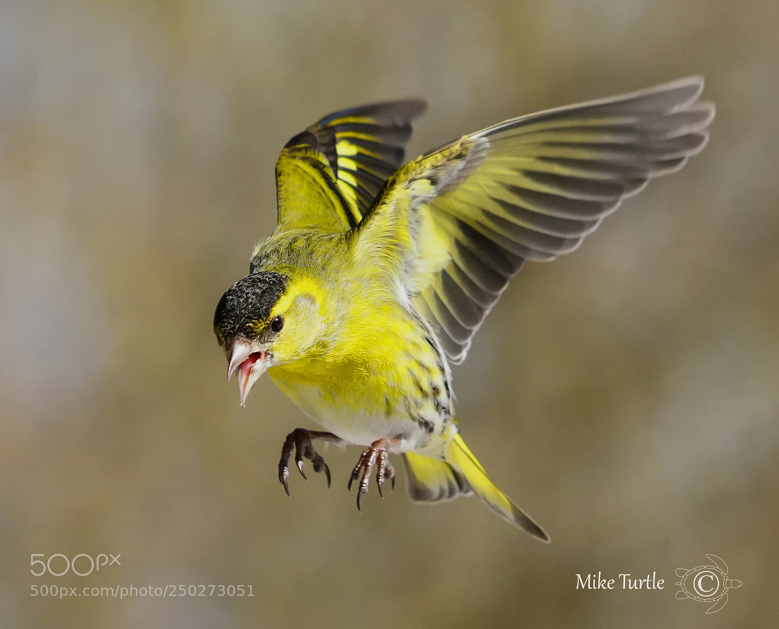 Sony a99 II sample photo. In-flight siskin photography