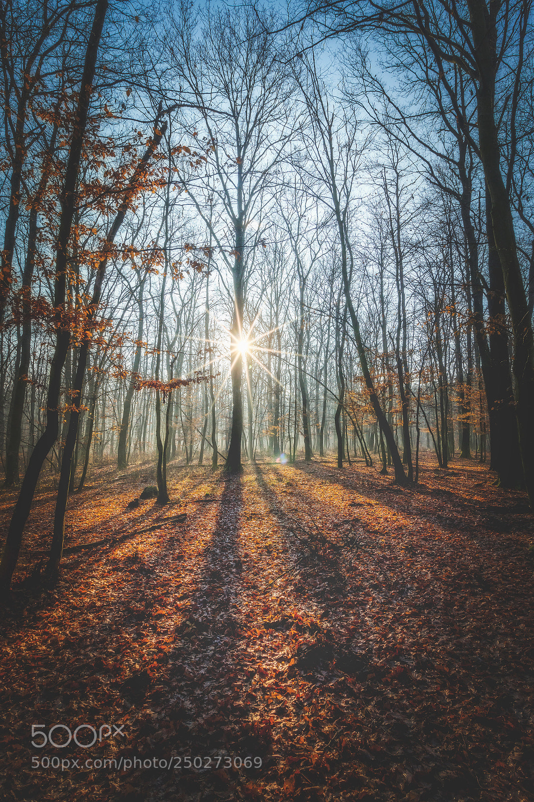 Canon EOS 70D sample photo. Oak forest photography