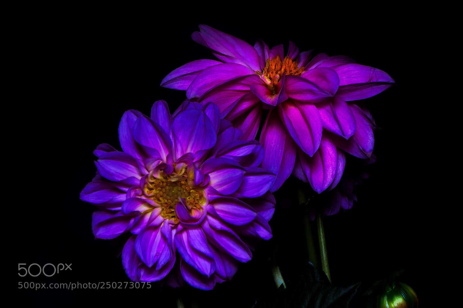 Panasonic Lumix DMC-FZ2500 (Lumix DMC-FZ2000) sample photo. With wood light photography