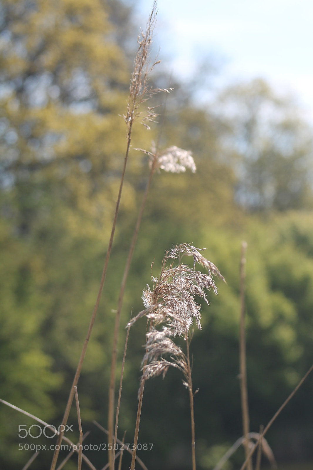 Canon EOS 1100D (EOS Rebel T3 / EOS Kiss X50) sample photo. Grass halm photography