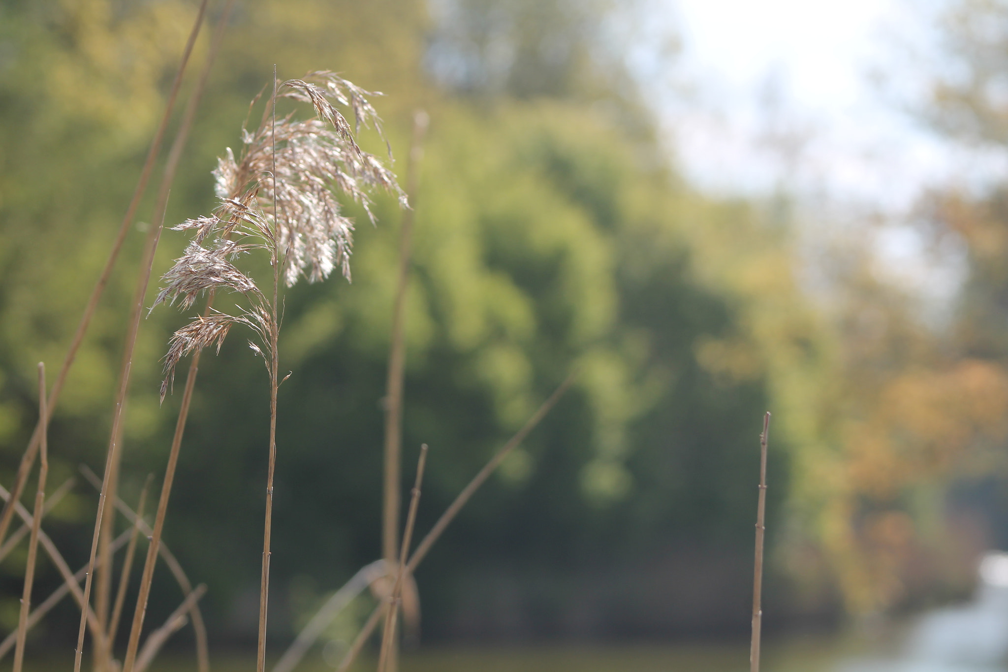 Canon EF 75-300mm f/4-5.6 sample photo. Grass halm photography
