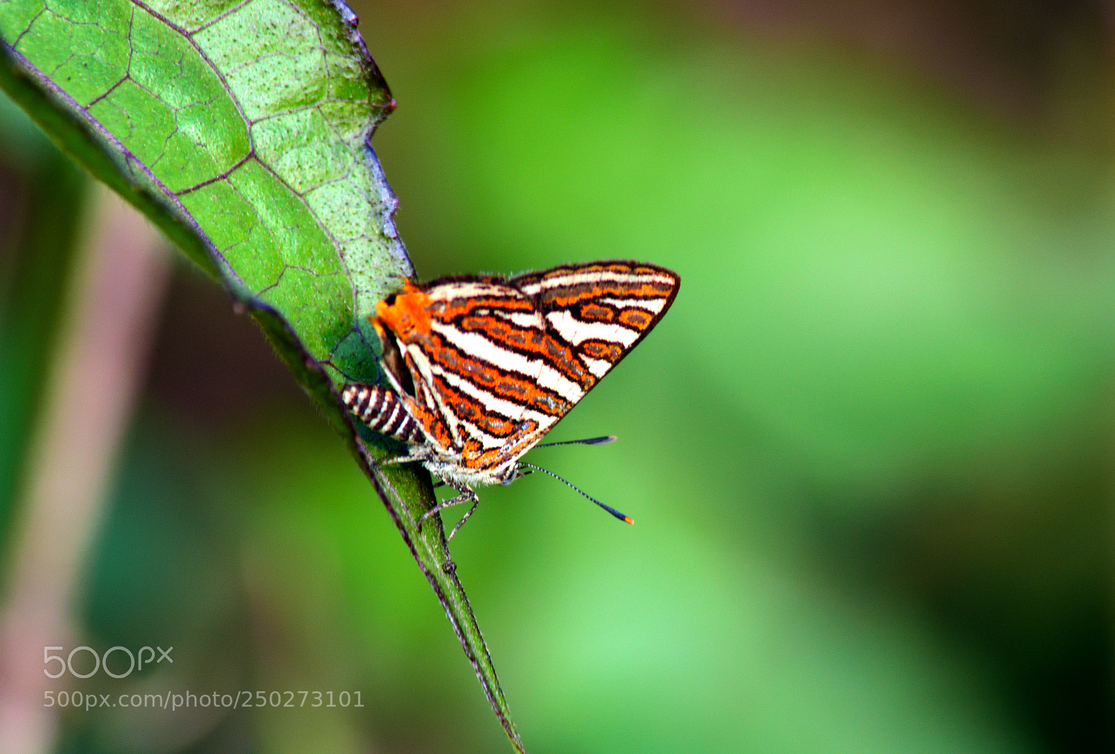 Nikon D7200 sample photo. Cigaritis vulcanus photography