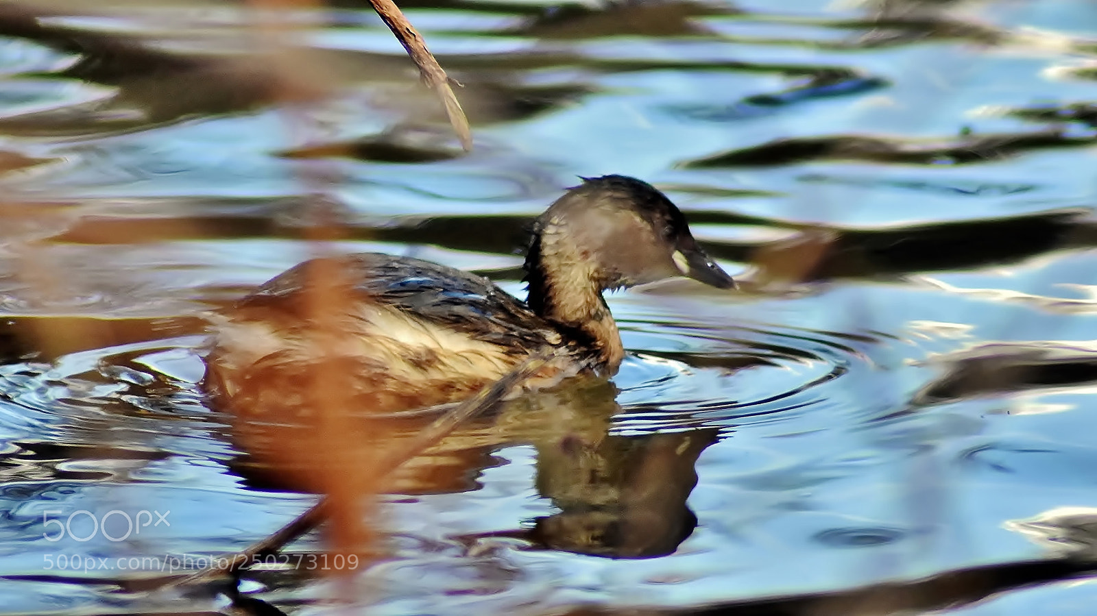 Nikon D3400 sample photo. The most shyest grebe.. photography