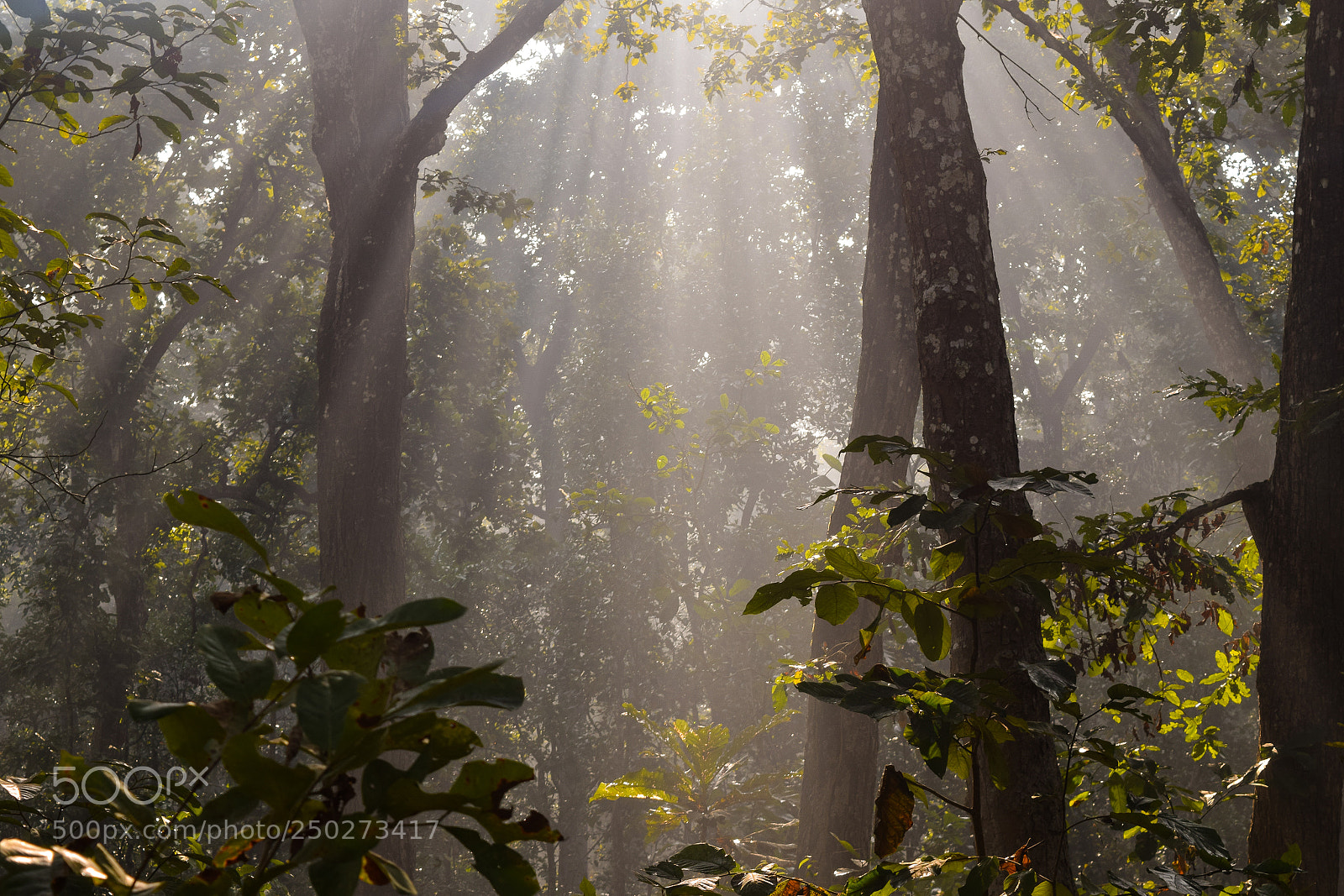 Nikon D5300 sample photo. Woods of chitwan national photography