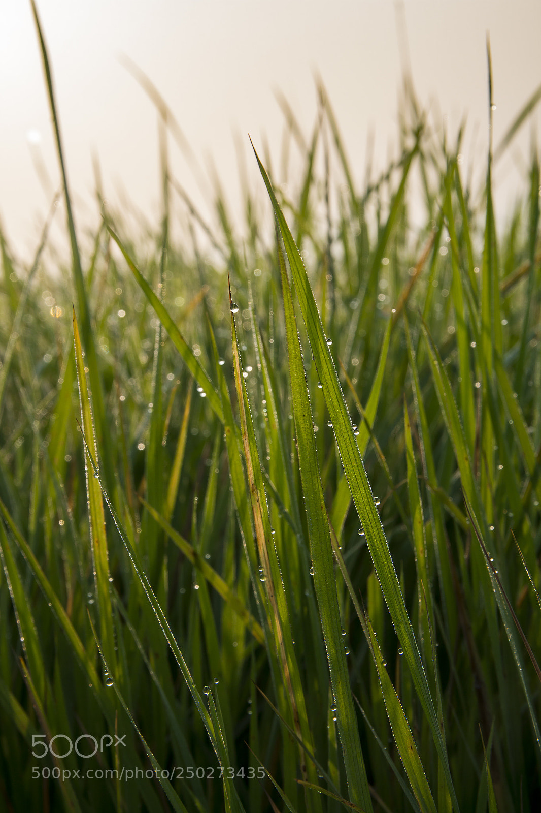 Canon EOS 70D sample photo. A foggy morning part 8 photography