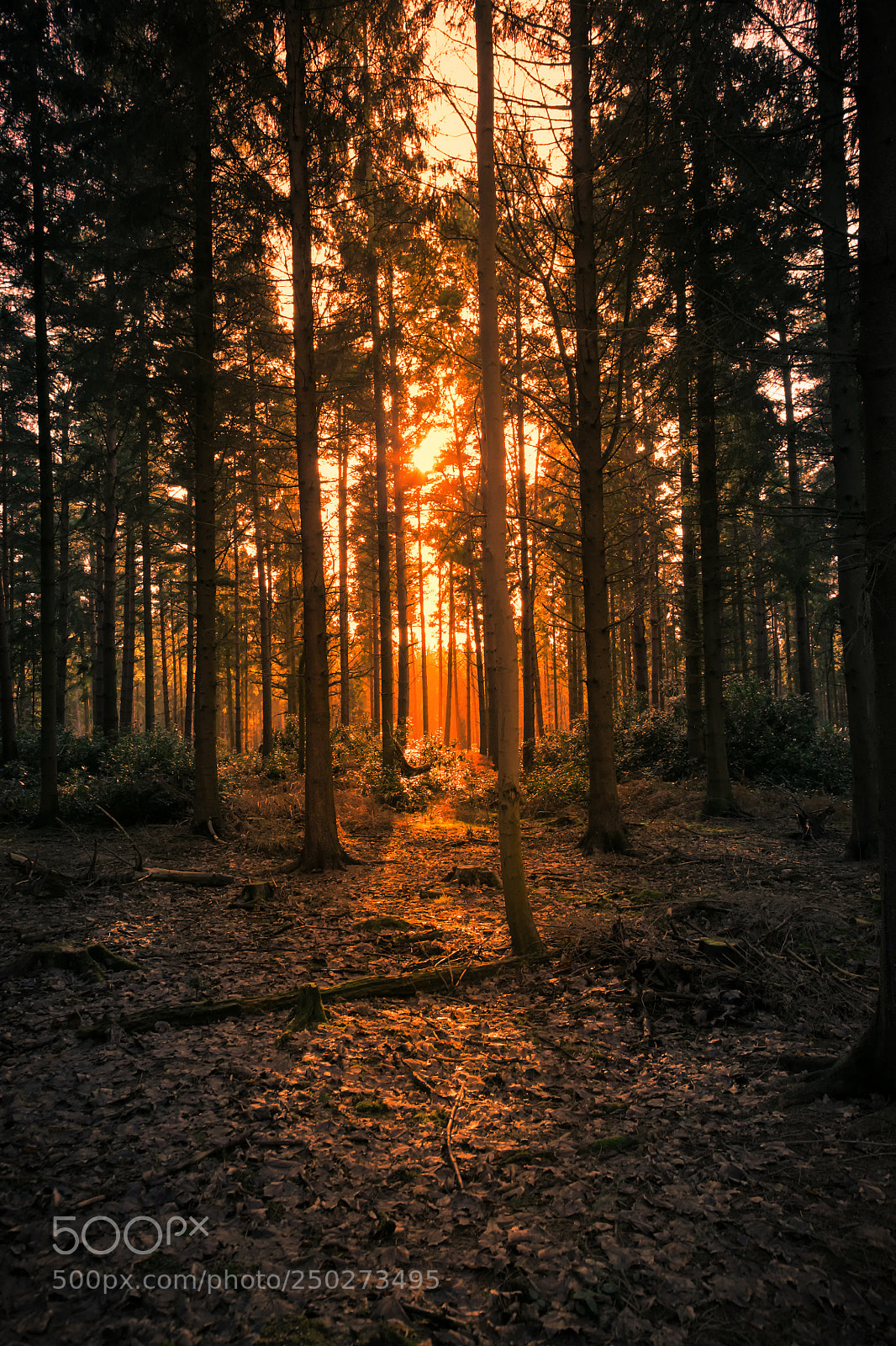 Canon EOS 5D sample photo. Trees on fire photography